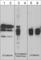 Catenin Beta 1 antibody, CP4021, ECM Biosciences, Western Blot image 