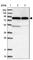 Ecto-NOX Disulfide-Thiol Exchanger 1 antibody, HPA038355, Atlas Antibodies, Western Blot image 