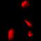 Ribosomal Protein S5 antibody, orb382018, Biorbyt, Immunofluorescence image 