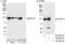 DEAD-Box Helicase 10 antibody, A300-617A, Bethyl Labs, Immunoprecipitation image 