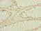 Eukaryotic Translation Elongation Factor 1 Gamma antibody, LS-C675686, Lifespan Biosciences, Immunohistochemistry paraffin image 