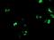 Protein CBFA2T1 antibody, NBP2-02023, Novus Biologicals, Immunofluorescence image 