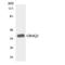 Olfactory Receptor Family 6 Subfamily Q Member 1 (Gene/Pseudogene) antibody, LS-C200419, Lifespan Biosciences, Western Blot image 