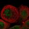 Leiomodin-3 antibody, NBP1-85898, Novus Biologicals, Immunocytochemistry image 