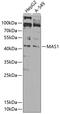 MAS1 Proto-Oncogene, G Protein-Coupled Receptor antibody, 23-420, ProSci, Western Blot image 