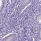 Neurexophilin And PC-Esterase Domain Family Member 2 antibody, HPA039744, Atlas Antibodies, Immunohistochemistry paraffin image 