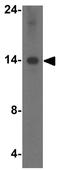Barrier To Autointegration Factor 1 antibody, GTX16987, GeneTex, Western Blot image 