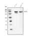 Dual Oxidase 2 antibody, A02186, Boster Biological Technology, Western Blot image 