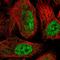 Spermatogenesis Associated 5 Like 1 antibody, HPA043679, Atlas Antibodies, Immunofluorescence image 
