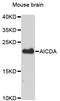 Activation-induced cytidine deaminase antibody, A12372, ABclonal Technology, Western Blot image 
