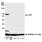 FDC antibody, A700-027, Bethyl Labs, Western Blot image 