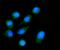 Nucleoredoxin antibody, A08028-1, Boster Biological Technology, Immunofluorescence image 