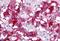 Vasoactive Intestinal Peptide Receptor 1 antibody, NB100-58986, Novus Biologicals, Immunohistochemistry frozen image 