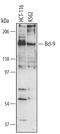 BCL9 Transcription Coactivator antibody, MAB3996, R&D Systems, Western Blot image 