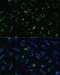 Cytochrome C Oxidase Subunit 5B antibody, 18-748, ProSci, Immunofluorescence image 