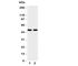 Flotillin 2 antibody, R31143, NSJ Bioreagents, Western Blot image 
