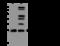 Coiled-Coil Domain Containing 90B antibody, 201327-T36, Sino Biological, Western Blot image 