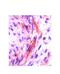 Colony Stimulating Factor 1 antibody, ARP44331_P050, Aviva Systems Biology, Immunofluorescence image 