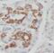 Adseverin antibody, FNab07635, FineTest, Immunohistochemistry frozen image 