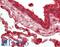 Carboxylesterase 1 antibody, LS-B14143, Lifespan Biosciences, Immunohistochemistry paraffin image 