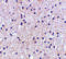 SEN1 antibody, 4275, ProSci, Immunohistochemistry paraffin image 