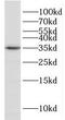 Enolase-Phosphatase 1 antibody, FNab02768, FineTest, Western Blot image 