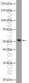Rab Interacting Lysosomal Protein Like 1 antibody, 16732-1-AP, Proteintech Group, Western Blot image 