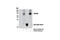 GPR50 antibody, 13096S, Cell Signaling Technology, Immunoprecipitation image 