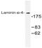 Laminin subunit alpha-4 antibody, AP20549PU-N, Origene, Western Blot image 