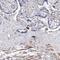 Epiphycan antibody, HPA038212, Atlas Antibodies, Immunohistochemistry paraffin image 