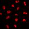 Catenin Beta 1 antibody, orb256482, Biorbyt, Immunofluorescence image 