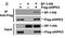 Homeodomain Interacting Protein Kinase 3 antibody, PA5-14472, Invitrogen Antibodies, Western Blot image 
