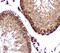 Zinc Finger Protein 746 antibody, FNab10734, FineTest, Immunohistochemistry frozen image 