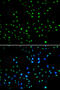 N-Acetyltransferase 10 antibody, MBS129946, MyBioSource, Immunofluorescence image 