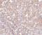 ORAI Calcium Release-Activated Calcium Modulator 1 antibody, AHP1494, Bio-Rad (formerly AbD Serotec) , Western Blot image 