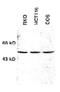 Linker For Activation Of T Cells Family Member 2 antibody, orb107674, Biorbyt, Western Blot image 