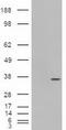 IPF antibody, LS-C114333, Lifespan Biosciences, Western Blot image 