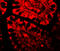 Ro52 antibody, 7729, ProSci Inc, Immunofluorescence image 