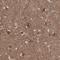 Zinc Finger Protein 653 antibody, NBP1-86828, Novus Biologicals, Immunohistochemistry paraffin image 