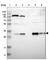 Nitrilase homolog 1 antibody, HPA006657, Atlas Antibodies, Western Blot image 