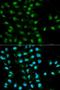 PYD And CARD Domain Containing antibody, orb136866, Biorbyt, Immunofluorescence image 