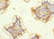 Desmocollin 2 antibody, LS-C675663, Lifespan Biosciences, Immunohistochemistry paraffin image 