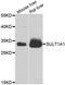 Sulfotransferase Family 1A Member 1 antibody, orb48551, Biorbyt, Western Blot image 