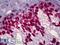 dsDNA antibody, LS-B6572, Lifespan Biosciences, Immunohistochemistry paraffin image 