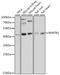 WW Domain Containing Transcription Regulator 1 antibody, A15806, ABclonal Technology, Western Blot image 