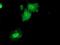 Dual Specificity Phosphatase 23 antibody, NBP2-01507, Novus Biologicals, Flow Cytometry image 
