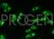 Nucleolar Antigen antibody, 691530, Progen Biotechnik GmbH, Immunocytochemistry image 