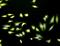 p38 antibody, orb67545, Biorbyt, Immunofluorescence image 