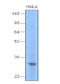 UNG1 antibody, AM09040PU-N, Origene, Western Blot image 