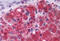Glutamate Metabotropic Receptor 3 antibody, MBS244713, MyBioSource, Immunohistochemistry frozen image 